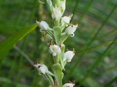Satyrium ligulatum