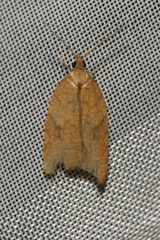Acleris rhombana