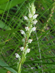 Satyrium ligulatum