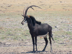Hippotragus niger niger