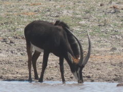 Hippotragus niger niger