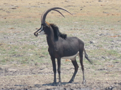 Hippotragus niger niger