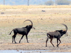 Hippotragus niger niger
