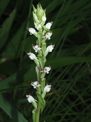 Satyrium ligulatum