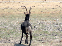 Hippotragus niger niger