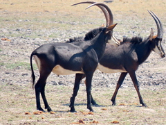 Hippotragus niger niger
