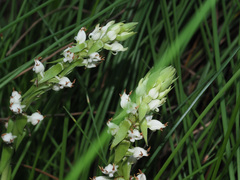 Satyrium ligulatum