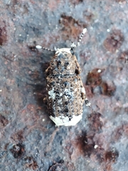 Platystomos albinus
