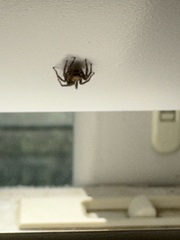 Pseudeuophrys erratica