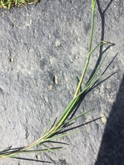 Puccinellia maritima