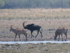 Hippotragus niger niger