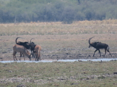 Hippotragus niger niger