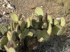 Opuntia strigil