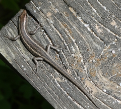 Cryptoblepharus pulcher