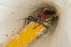 Rhynocoris segmentarius