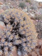 Euphorbia loricata