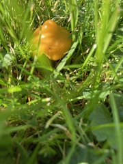 Hygrocybe acutoconica
