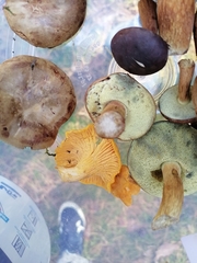 Cantharellus cibarius