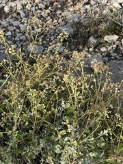 Parthenium incanum