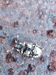 Platystomos albinus