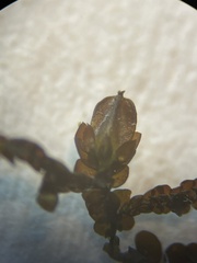 Frullania capensis