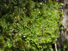 Symphyogyna podophylla
