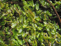 Symphyogyna podophylla
