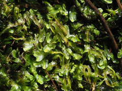 Symphyogyna podophylla