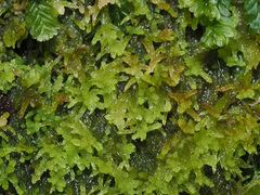Sphagnum truncatum