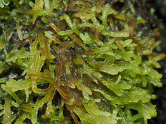 Sphagnum truncatum