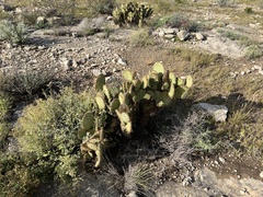 Opuntia strigil