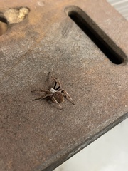 Eriophora ravilla