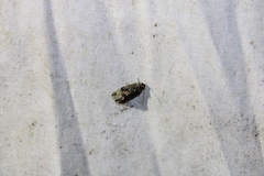 Gymnandrosoma punctidiscanum