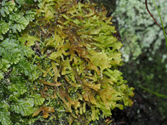 Sphagnum truncatum