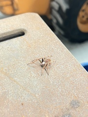 Eriophora ravilla