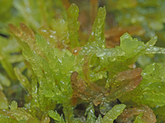 Sphagnum truncatum