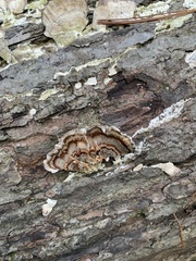 Stereum gausapatum