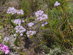 Pseudoselago spuria
