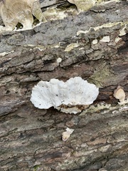 Stereum gausapatum