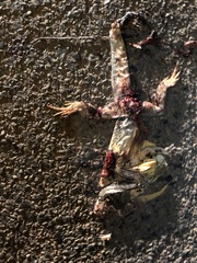 Chlamydosaurus kingii