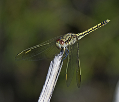Orthetrum caledonicum