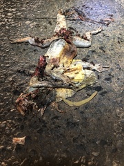 Chlamydosaurus kingii