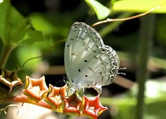 Thermoniphas colorata