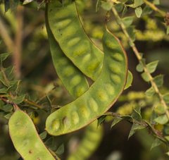 Acacia hubbardiana
