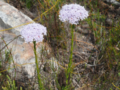 Pseudoselago spuria