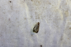 Olethreutes inornatana