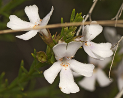 Westringia tenuicaulis