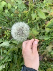 Taraxacum officinale