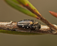 Diphucrania