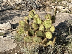 Opuntia strigil